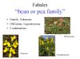 Fabales bean or pea family PowerPoint PPT Presentation