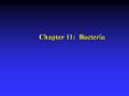 Chapter 11: Bacteria PowerPoint PPT Presentation