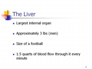 The Liver