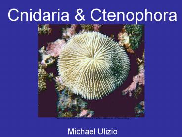 Cnidaria