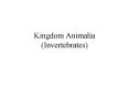 Kingdom Animalia Invertebrates PowerPoint PPT Presentation