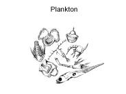 Plankton