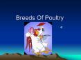 Breeds Of Poultry PowerPoint PPT Presentation