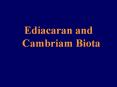 Ediacaran and Cambriam Biota PowerPoint PPT Presentation