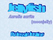 Jellyfish