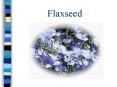 Flaxseed PowerPoint PPT Presentation