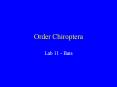 Order Chiroptera PowerPoint PPT Presentation