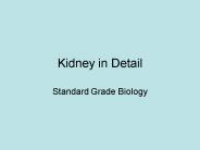 Kidney in Detail