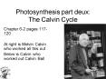 Photosynthesis part deux: The Calvin Cycle PowerPoint PPT Presentation
