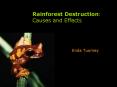 Rainforest%20Destruction:%20Causes%20and%20Effects PowerPoint PPT Presentation