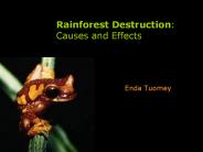 Rainforest%20Destruction:%20Causes%20and%20Effects