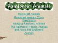 Rainforest Animals PowerPoint PPT Presentation