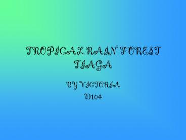 TROPICAL RAIN FOREST TIAGA
