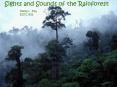 The Rainforest PowerPoint PPT Presentation