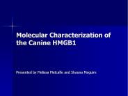 Molecular Characterization of the Canine HMGB1