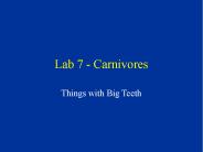 Lab 7 - Carnivores