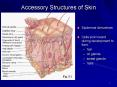 Accessory Structures of Skin PowerPoint PPT Presentation