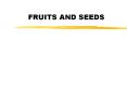 FRUITS AND SEEDS PowerPoint PPT Presentation
