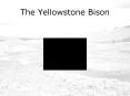 The Yellowstone Bison PowerPoint PPT Presentation