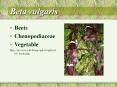 Beta vulgaris PowerPoint PPT Presentation