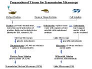 Preparation of Tissues for Transmission Microscopy