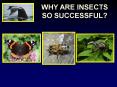 WHY ARE INSECTS SO SUCCESSFUL PowerPoint PPT Presentation