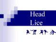 Head Lice PowerPoint PPT Presentation