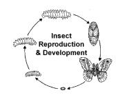 Insect Reproduction