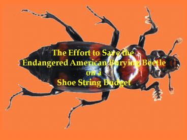 The Effort to Save the