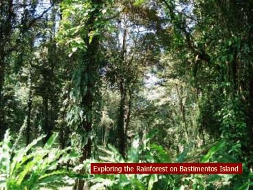 Exploring the Rainforest on Bastimentos Island