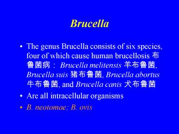 Brucella