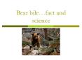 Bear bile PowerPoint PPT Presentation