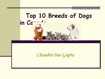 Top 10 Breeds of Dogs in Canada