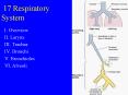 17 Respiratory System PowerPoint PPT Presentation