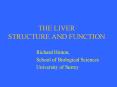 THE LIVER STRUCTURE AND FUNCTION PowerPoint PPT Presentation