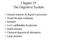 Chapter 25 The Digestive System PowerPoint PPT Presentation