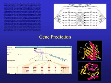 Gene Prediction