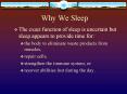 Why We Sleep PowerPoint PPT Presentation