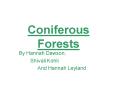 Coniferous Forests PowerPoint PPT Presentation