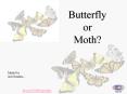 Butterfly PowerPoint PPT Presentation