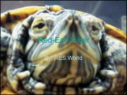 RedEarSlider