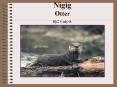 Nigig Otter By: Cody O. PowerPoint PPT Presentation