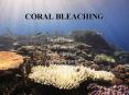 CORAL BLEACHING PowerPoint PPT Presentation