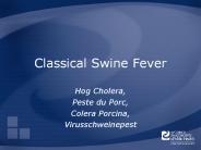 Classical%20Swine%20Fever