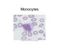 Monocytes PowerPoint PPT Presentation