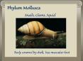 Annelida PowerPoint PPT Presentation