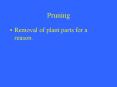 Pruning PowerPoint PPT Presentation