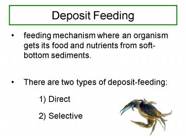 Deposit Feeding