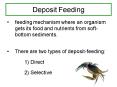 Deposit Feeding PowerPoint PPT Presentation