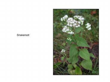 Snakeroot